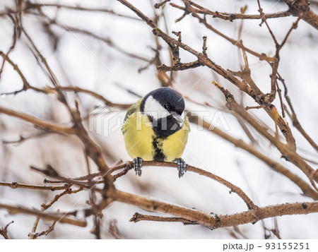 Cute bird Great tit, songbird sitting on a branch without leaves in the autumn or winter. 93155251