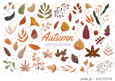 Vintage autumn forest leaf collection. Flat hand drawn vector illustration set of foliage. Acorn, rowan berry and viburnum, rosehip branches. 93155576