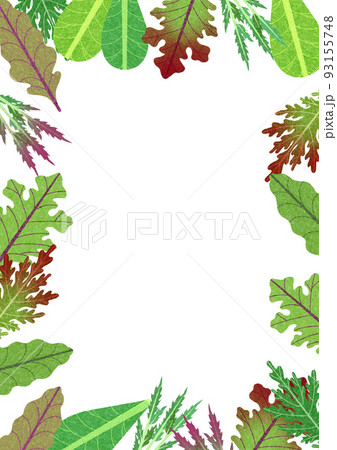 色んな種類のベビーリーフ、サラダ菜、レタスのフレーム素材イラスト。 93155748