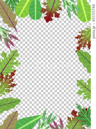 色んな種類のベビーリーフ、サラダ菜、レタスのフレーム素材イラスト。 93155748