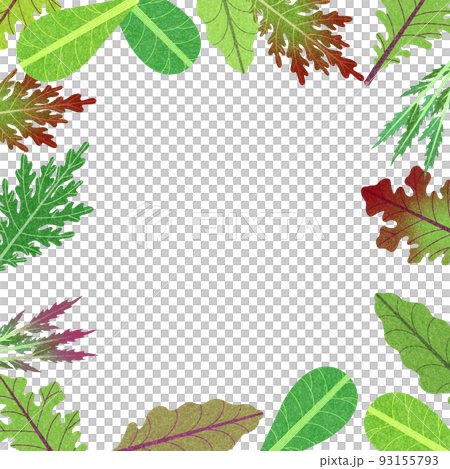 各種嬰兒葉子、沙拉蔬菜和生菜的框架材料插圖。葉子少了。 各種嬰兒葉子、沙拉蔬菜和生菜的框架材料插圖。葉子少了。 93155793