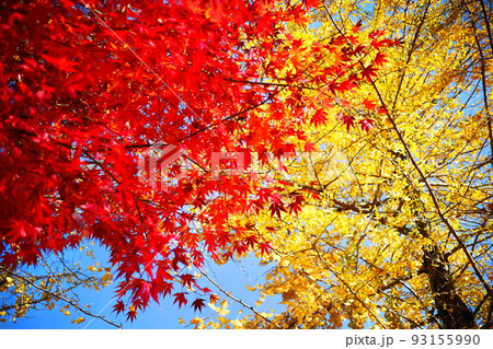 秋の紅葉とイチョウの木の写真素材 [93155990] - PIXTA