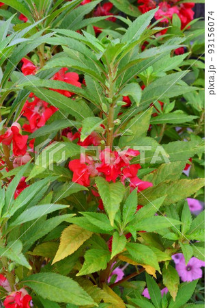 ホウセンカ(鳳仙花) ホウセンカ(鳳仙花) 93156074