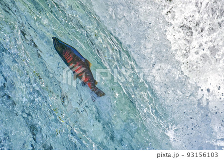 サクラマス 93156103