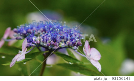 雨の日の紫陽花 雨の日の紫陽花 93156142