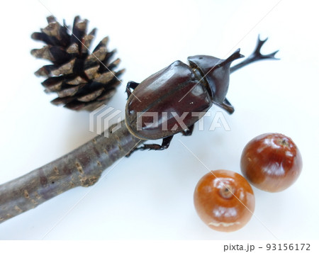 カブトムシ 夏休み 子供 カブトムシ 夏休み 子供 93156172