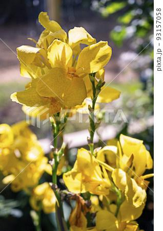 Wild yellow iris endemic flower close up, selective focus. Summer yellow flowers garden in bloom 93157058