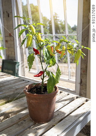 Young bell peppers in pot Ashby Castle Greenhouse, growing vegetables Young bell peppers in pot Ashby Castle Greenhouse, growing vegetables 93157089