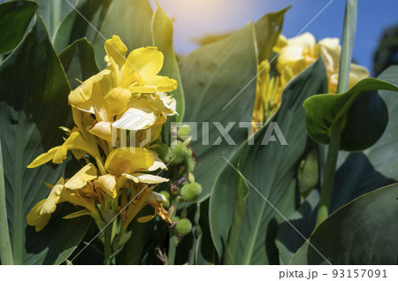 Wild yellow iris endemic flower close up, selective focus. Summer yellow flowers garden in bloom 93157091