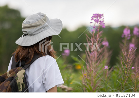 野反湖のハイキングコース　ヤナギランの群生地 93157134