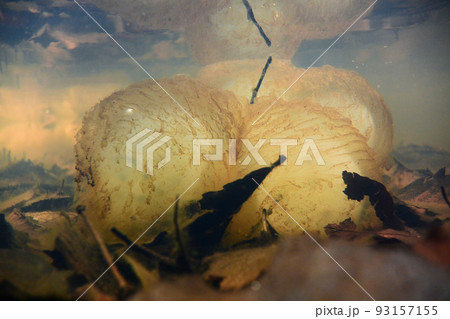 水の中で見るクロサンショウウオの卵 93157155