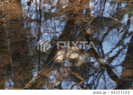 山間で見つけたクロサンショウウオの卵 93157159