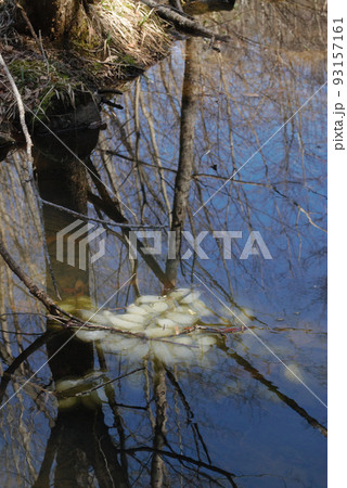 山間で見つけたクロサンショウウオの卵 山間で見つけたクロサンショウウオの卵 93157161