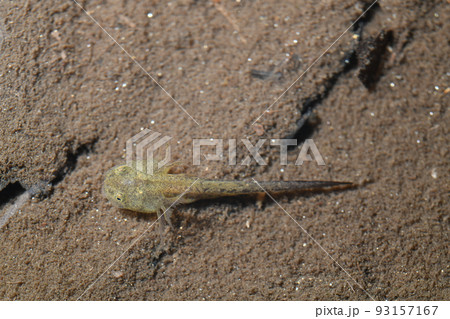 クロサンショウウオ幼生 93157167