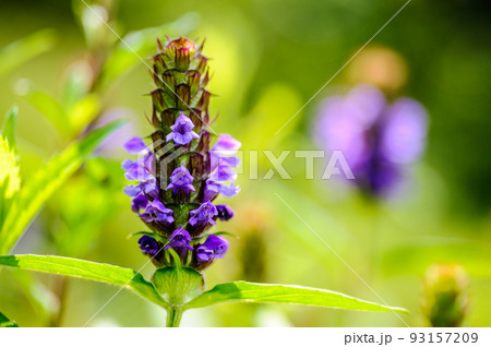 草原に咲くウツボグサの花 草原に咲くウツボグサの花 93157209