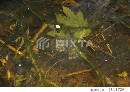 透明なクロサンショウウオの卵 93157264