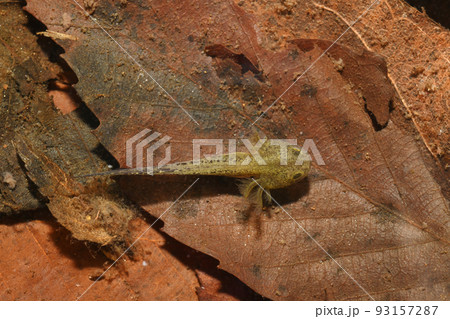 クロサンショウウオ幼生 93157287