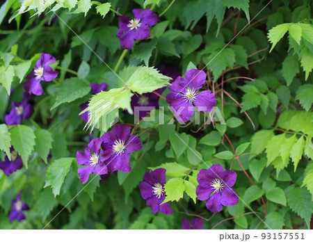 テッセンの花 テッセンの花 93157551