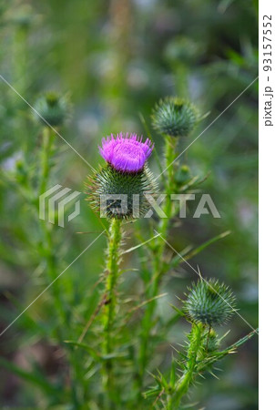 アザミの花 アザミの花 93157552