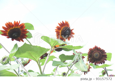 ひまわり（クラレット） 93157572