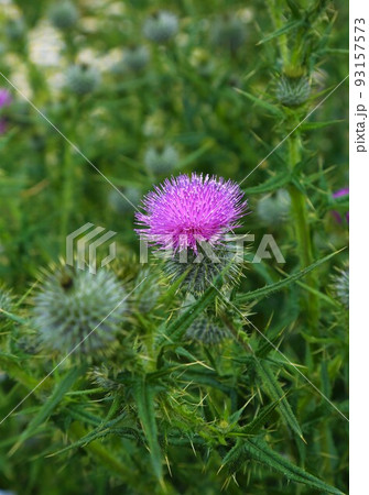 アザミの花 アザミの花 93157573