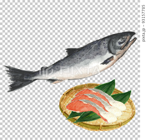 3 pieces of fillet with salmon and bamboo on a colander [watercolor painting] white background transparent background with copy space 93157785