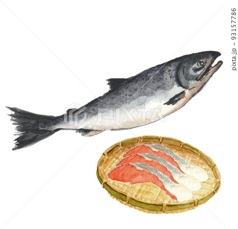 鮭とザルにのせた切り身3切れ【水彩画】白バック 透過背景 コピースペースあり 鮭とザルにのせた切り身3切れ【水彩画】白バック 透過背景 コピースペースあり 93157786