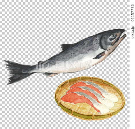 鮭とザルにのせた切り身3切れ【水彩画】白バック 透過背景 コピースペースあり 鮭とザルにのせた切り身3切れ【水彩画】白バック 透過背景 コピースペースあり 93157786
