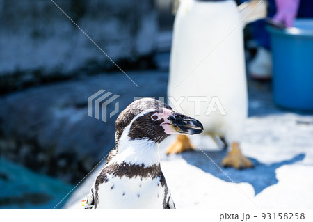 北海道の旭山動物園、かわいいペンギン達 93158258
