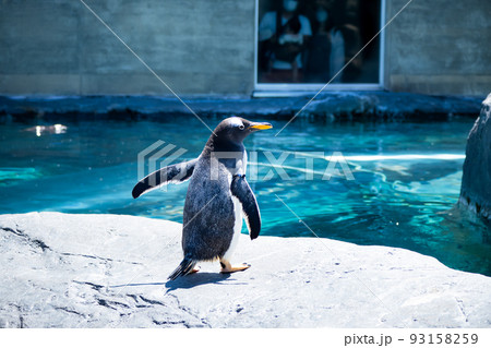 北海道の旭山動物園、かわいいペンギン達 93158259