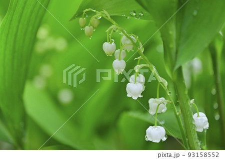雨の滴るスズランの花 93158552