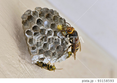 アシナガバチの巣を襲うオオスズメバチ 93158593
