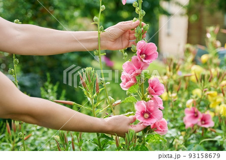 Blooming mallow plant in summer garden, woman hands treading flowers Blooming mallow plant in summer garden, woman hands treading flowers 93158679