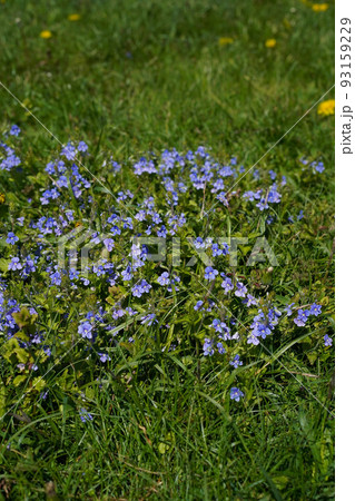 Blue forget-me-not flowers in the green grass. Wild meadow flowers of light purple on a sunny day; vertical image 93159229