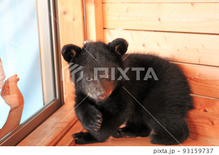 アメリカクロクマの赤ちゃん 93159737