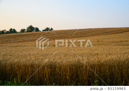 美瑛の夕日に染まる畑 93159963