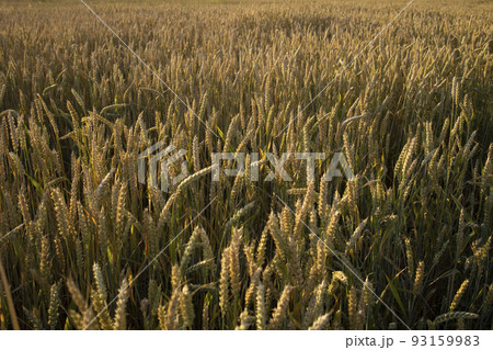 Wheat, rye field. Ears of golden wheat, rye close-up. Rural landscapes under sunlight. Rich harvest concept. Fresh young unripe juicy spikelets. Oats, rye, wheat, barley, summer harvest close-up. 93159983
