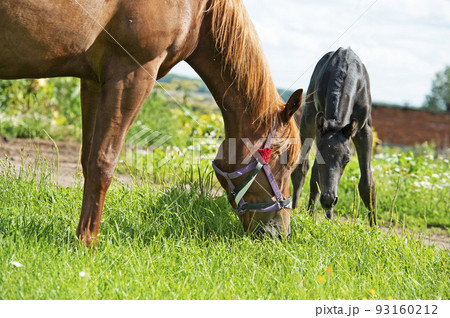 newborn black foal posing  at pasture  with mom. sunny day 93160212