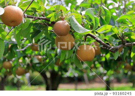 梨園　イメージ 93160245