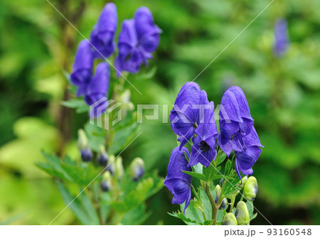 イブキトリカブト開花 93160548