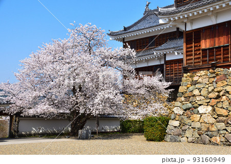 春　福知山城 93160949