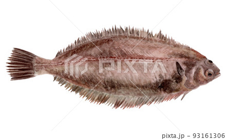 ヤナギムシカレイの手描き水彩画 ヤナギムシカレイの手描き水彩画 93161306