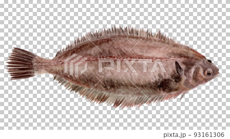 ヤナギムシカレイの手描き水彩画 ヤナギムシカレイの手描き水彩画 93161306