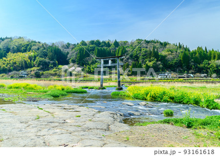 さくら咲く季節 道の駅 原尻の滝風景「観光名所・旅行」大分県豊後大野市 さくら咲く季節 道の駅 原尻の滝風景「観光名所・旅行」大分県豊後大野市 93161618