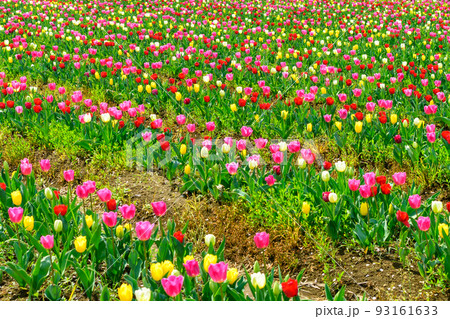 チューリップ畑風景「道の駅　原尻の滝」大分県豊後大野市 93161633