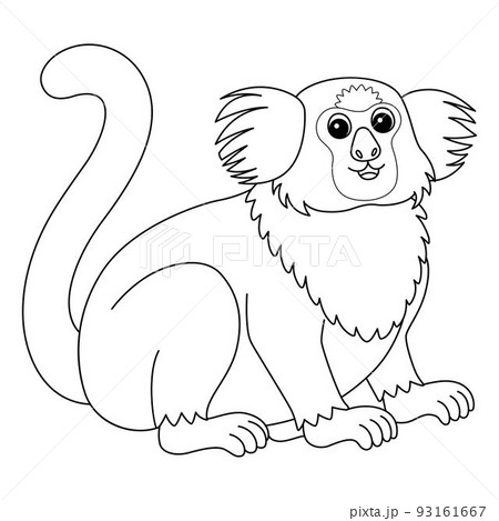 Marmoset Animal Isolated Coloring Page for Kids 93161667