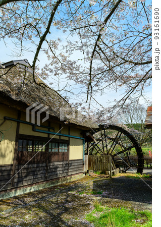 さくら咲く季節　道の駅　原尻の滝(水車小屋)「観光名所・旅行」大分県豊後大野市 93161690