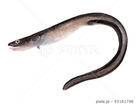 クロアナゴの手描き水彩画 93161796