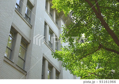 街路樹と建物 街路樹と建物 93161966