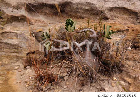 Pachypodium rosulatum, common name elephant's foot plant in Isalo national park at sunset, Madagascar 93162636
